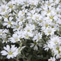 Silverarv 'Silberteppich' 56-pack (4 kvm)