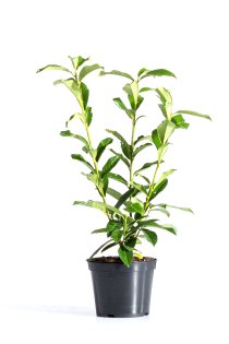 Lagerhägg \'Genolia\' 40-60 cm