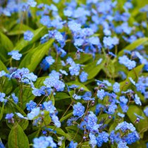 Ormöga 56-pack (4 kvm)