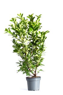 Lagerhägg \'Etna\' 100-125 cm XL