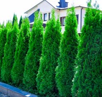 Thuja Smaragd 175-200 cm
