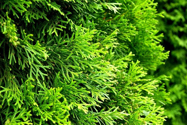 young living thuja Arborvitae (Thuja Plicata) Oil