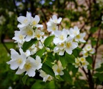 Doftschersmin 80-100 cm XL