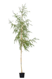 Ornäsbjörk \'Dalecarlica\'