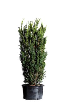 Hybrididegran 140-150 cm