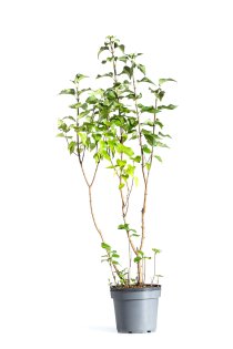 Lila Bondsyren 100-150 cm XL
