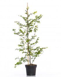 Bok 125-150 cm 120-pack