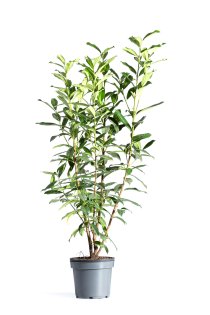 Lagerhägg \'Genolia\' 100-125 cm XL