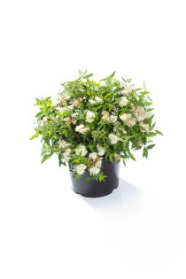 Höstspirea \'Albiflora\' 30-40 cm
