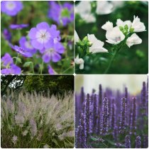 Perennmix "Fägring" 56-pack (4 kvm)