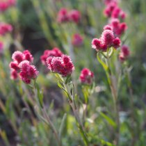 Kattfot 'Rubra' 56-pack (4 kvm) Kattfot 'Rubra' 56-pack (4 kvm)