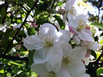 Bukettapel 60-100 cm