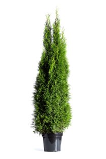 Thuja Smaragd 175-200 cm