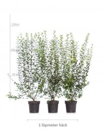 Vintergrön liguster 100-150 cm XL