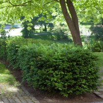 Hybrididegran 60-70 cm XL