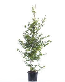 Bok 200-225 cm XXL PREMIUM