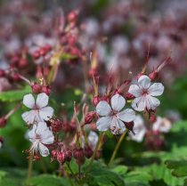 Flocknäva 'Spessart' 56-pack (4 kvm)