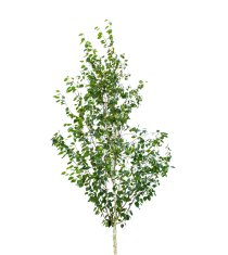 Himalayabjörk ca 400-500 cm Himalayabjörk ca 400-500 cm