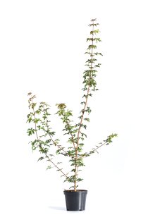 Naverlönn 100-125 cm