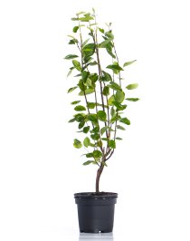 Prakthäggmispel 40-60 cm