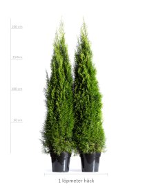 Thuja Smaragd 200-225 cm XXL PREMIUM