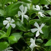 Vintergröna vit 56-pack (4 kvm)