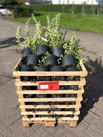 Vintergrön liguster 40-60 cm 100-pack (ca 25 meter)