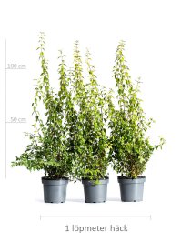 Smultronschersmin 80-100 cm XL