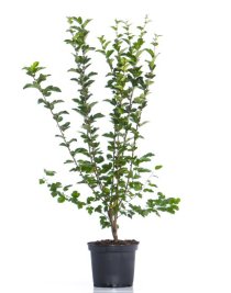 Bukettapel 60-100 cm