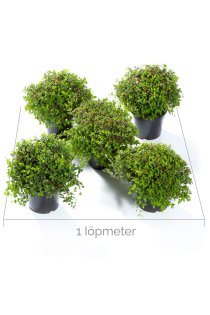 Praktspirea \'Little Princess\' 30-40 cm