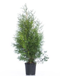 Thuja Brabant 125-150 cm XL