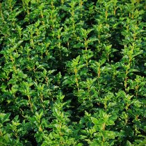 Måbär 'Schmidt' 100-125 cm XL  Måbär 'Schmidt' 100-125 cm XL