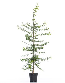 Avenbok 175-200 cm XL