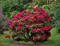 Rhododendron \'Nova Zembla\' 40-50 cm