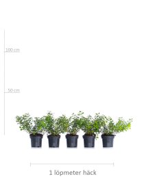 Björkspirea \'Tor\' 20-30 cm