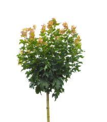 Klotlönn 'Globosum' ca 250-300 cm Klotlönn 'Globosum' ca 250-300 cm