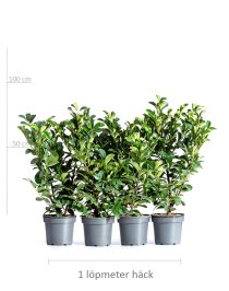 Lagerhägg \'Etna\' 60-80 cm