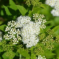 Höstspirea \'Albiflora\' 30-40 cm