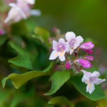 Paradisbuske 40-60 cm