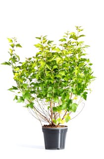 Smällspirea \'Nugget\' 40-60 cm