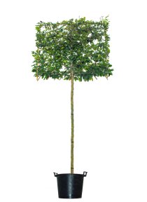 Papegojträd spaljerad