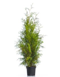 Thuja Brabant 100-125 cm XL