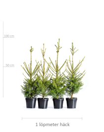 Gran 80-100 cm