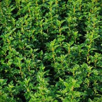 Måbär 'Schmidt' 60-100 cm 150-pack (ca 30 meter)  Måbär 'Schmidt' 60-100 cm 150-pack (ca 30 meter)