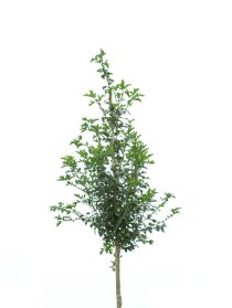 Pärlhagtorn 'Toba' ca 400-500 cm Pärlhagtorn 'Toba' ca 400-500 cm