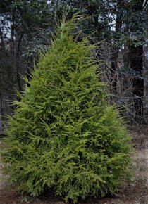 Hemlock 60-80 cm