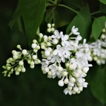 Vit Bondsyren 40-60 cm