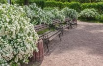 Bukettspirea 125-150 cm