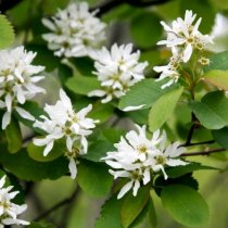 Prakthäggmispel 100-150 cm