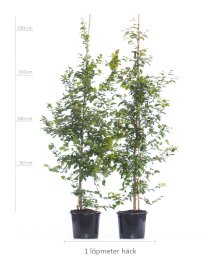Bok 175-200 cm XXL PREMIUM